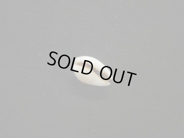 画像3: アフリカ(コマ)カノコダカラ トゥリアラフォーム (3)