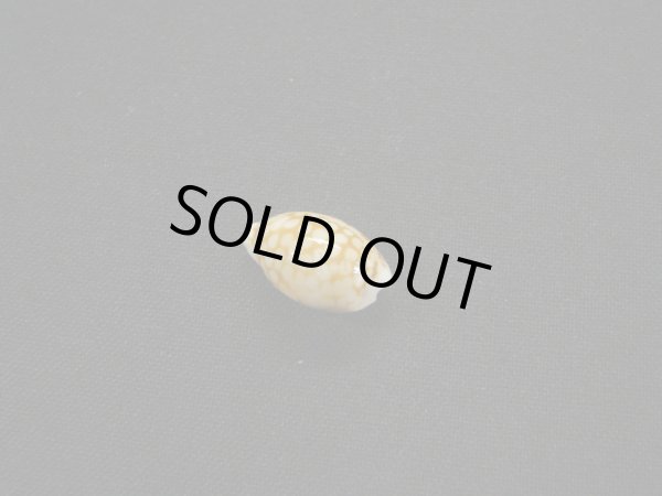 画像2: アフリカ(コマ)カノコダカラ トゥリアラフォーム (2)