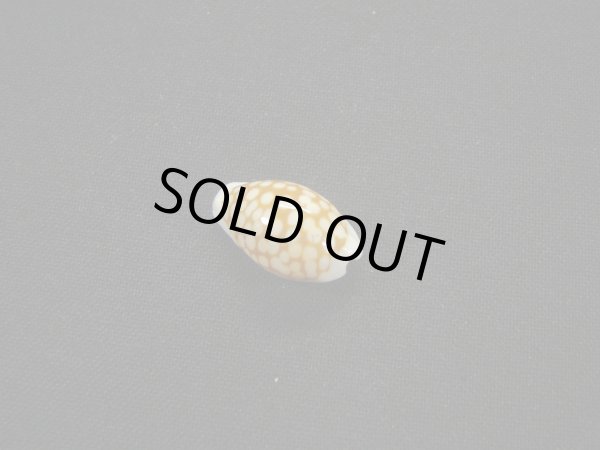 画像2: アフリカ(コマ)カノコダカラ トゥリアラフォーム (2)