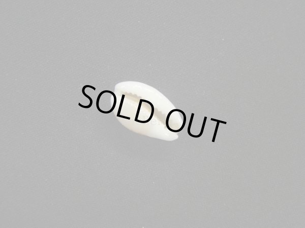 画像3: アフリカ(コマ)カノコダカラ トゥリアラフォーム (3)