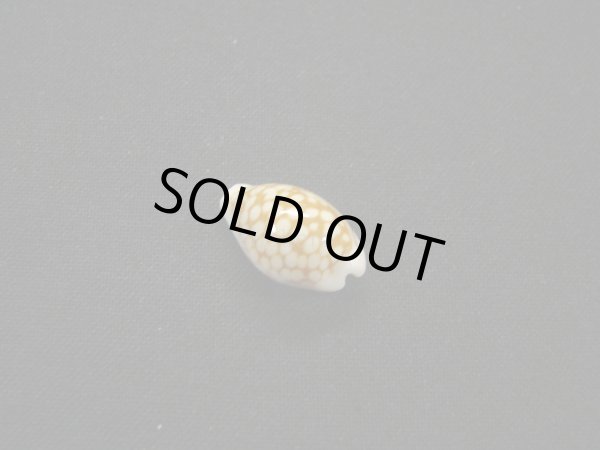 画像2: アフリカ(コマ)カノコダカラ トゥリアラフォーム (2)