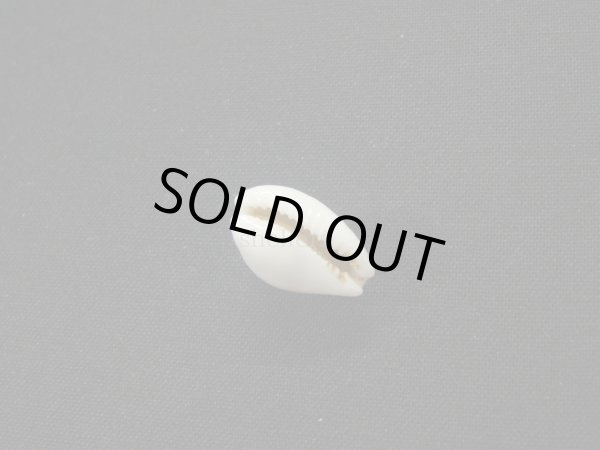 画像3: アフリカ(コマ)カノコダカラ トゥリアラフォーム (3)