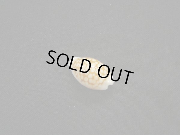 画像2: アフリカ(コマ)カノコダカラ トゥリアラフォーム (2)