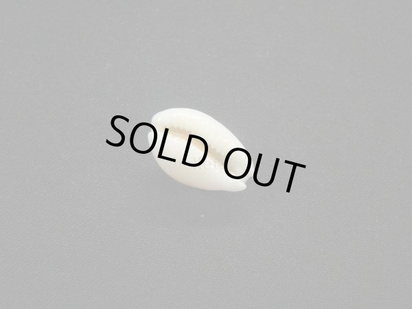 画像3: アフリカ(コマ)カノコダカラ トゥリアラフォーム (3)