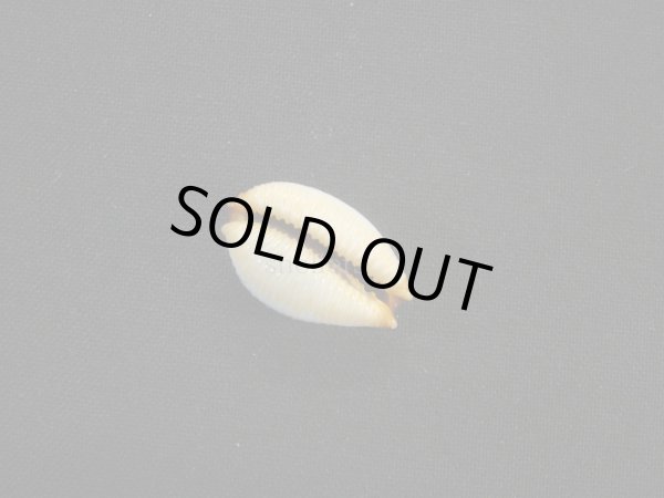 画像3: アフリカサメダカラ (3)