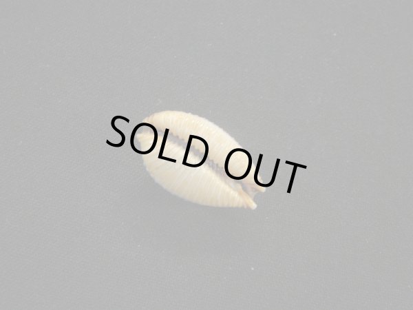 画像3: ノランサメダカラ 大 (3)