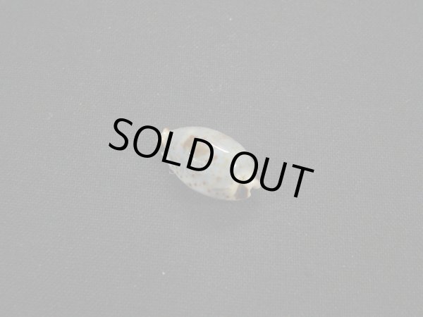 画像2: フトオウエンダカラ (2)