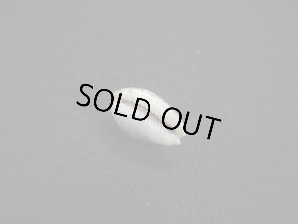 画像3: フトオウエンダカラ (3)