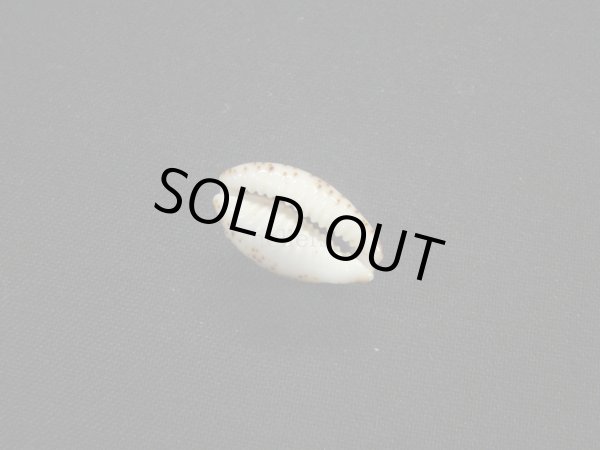 画像3: フトオウエンダカラ ユニークカラー (3)