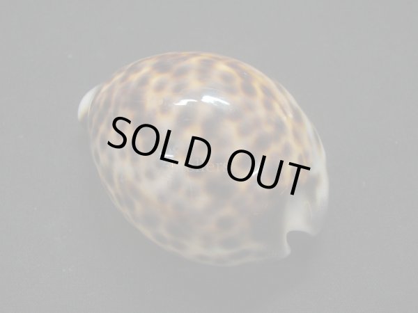 画像2: ホシダカラ フォームインドネシア (2)