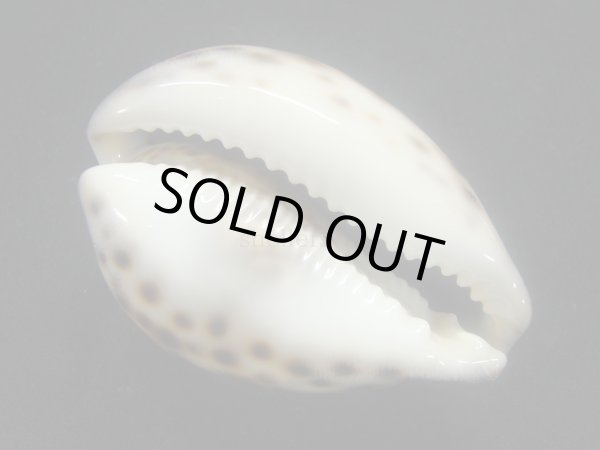 画像3: ホシダカラ フォームインドネシア (3)