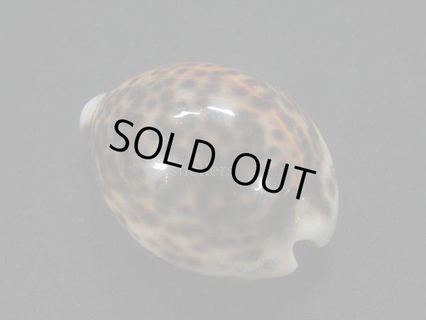 画像2: ホシダカラ フォームインドネシア (2)