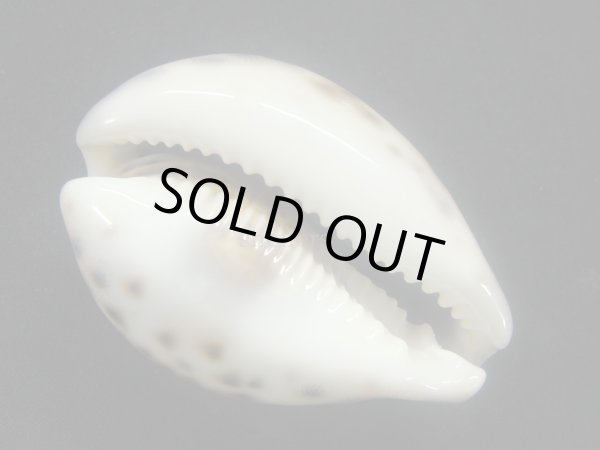 画像3: ホシダカラ フォームインドネシア (3)