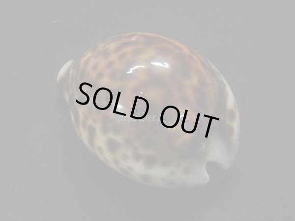 画像2: ホシダカラ フォームインドネシア (2)