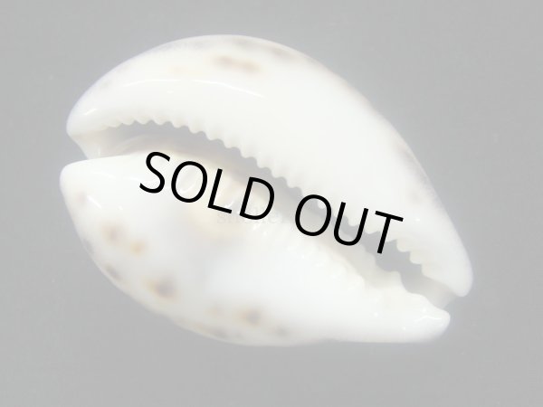 画像3: ホシダカラ フォームインドネシア (3)