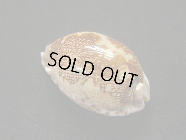 画像2: アリワルハラダカラ (2)