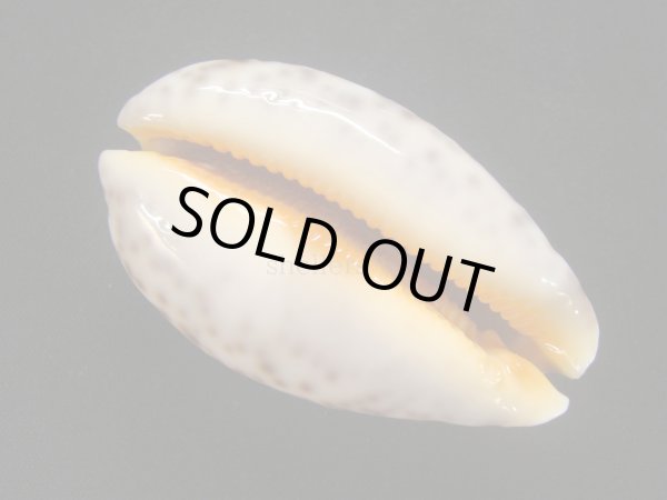 画像3: アリワルハラダカラ (3)