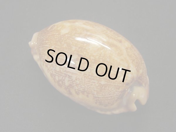 画像2: アリワルハラダカラ 大 老成 (2)