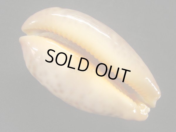 画像3: アリワルハラダカラ 大 老成 (3)