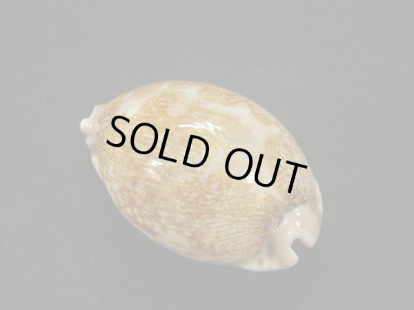 画像2: ウラジロハラダカラ (2)