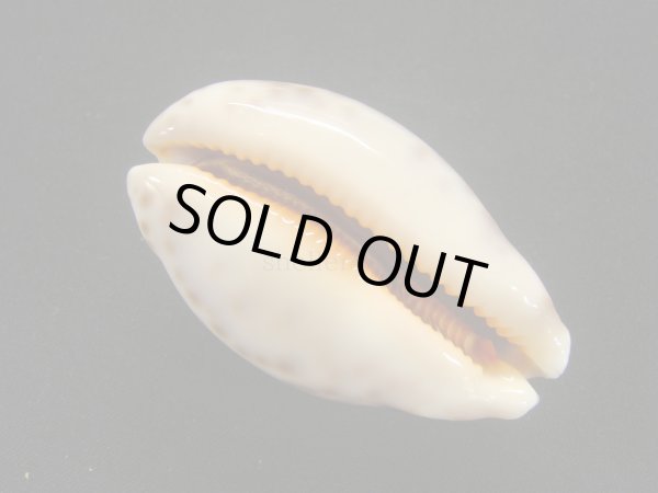 画像3: ウラジロハラダカラ (3)