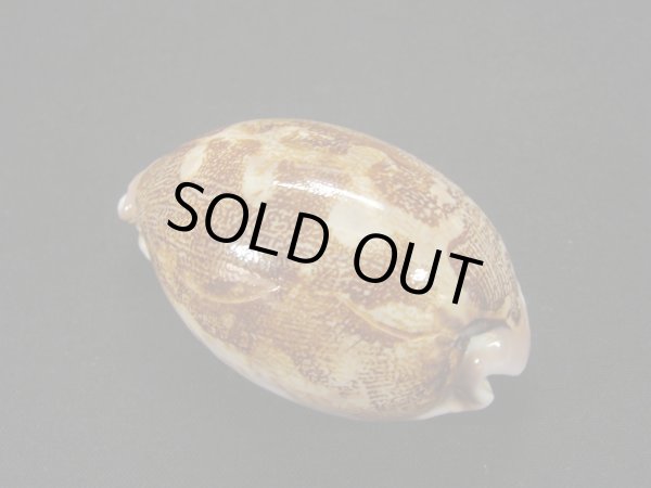 画像2: ウラジロハラダカラ (2)