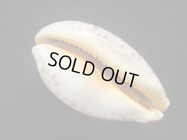 画像3: ウラジロハラダカラ (3)