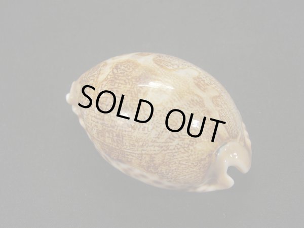 画像2: ウラジロハラダカラ 老成 (2)