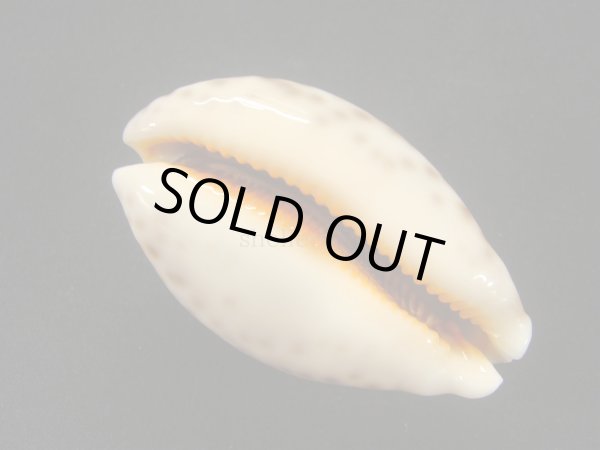 画像3: ウラジロハラダカラ 老成 (3)