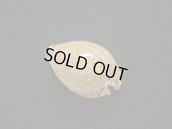 画像2: ラマルクダカラ (2)