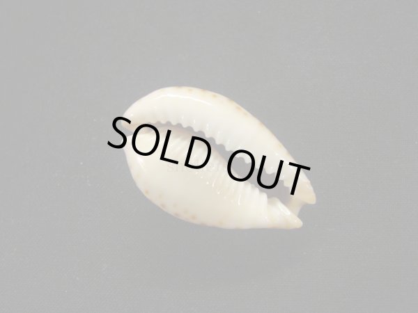 画像3: ラマルクダカラ (3)