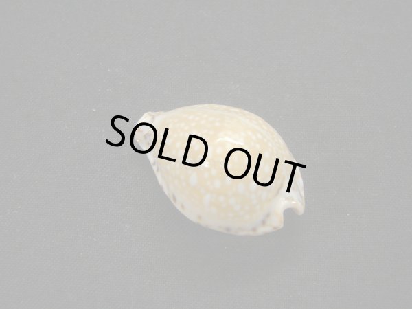 画像2: ラマルクダカラ (2)