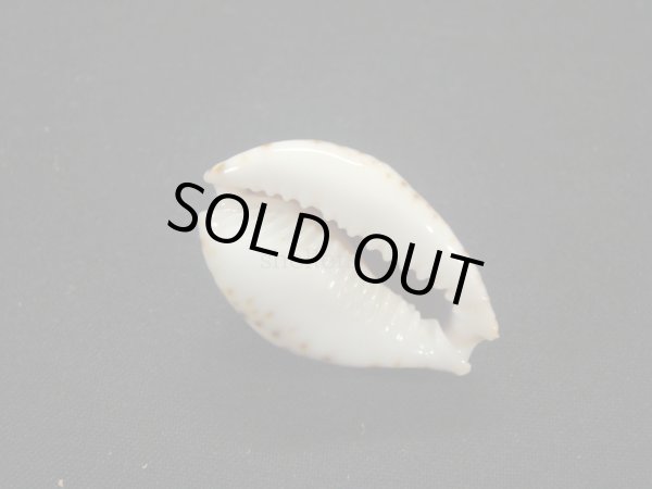 画像3: ラマルクダカラ (3)