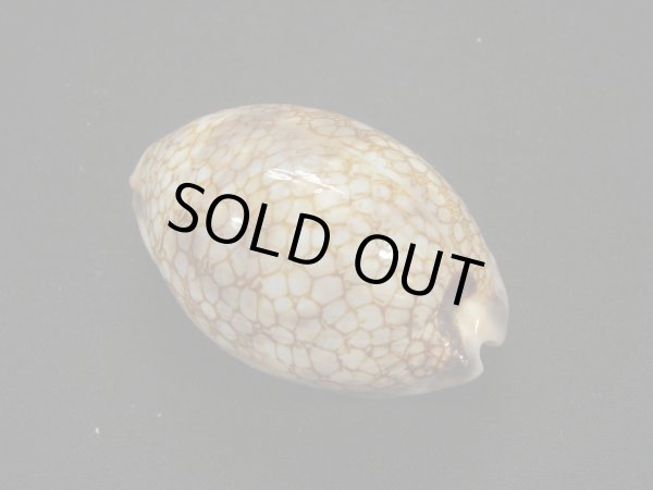 画像2: ニセヤクシマダカラ (2)