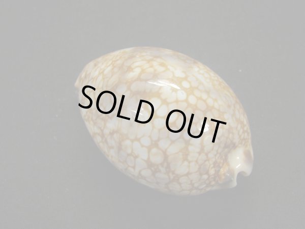 画像2: ニセヤクシマダカラ (2)