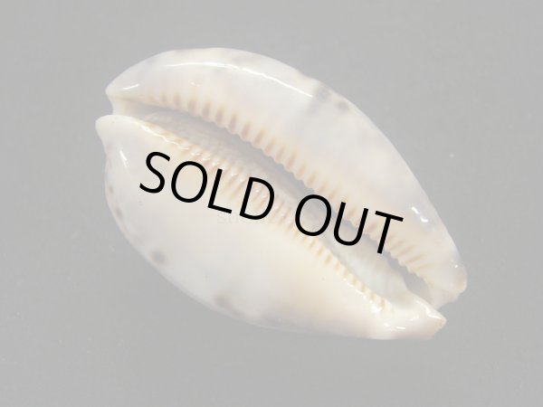 画像3: ニセヤクシマダカラ (3)