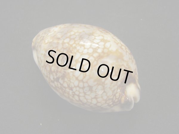 画像2: ニセヤクシマダカラ (2)