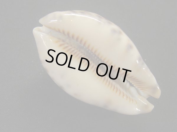 画像3: ニセヤクシマダカラ (3)