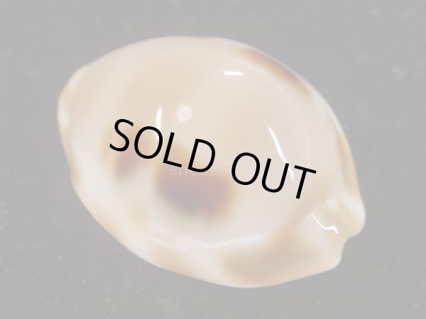 画像3: ゴバンダカラ　大 (3)