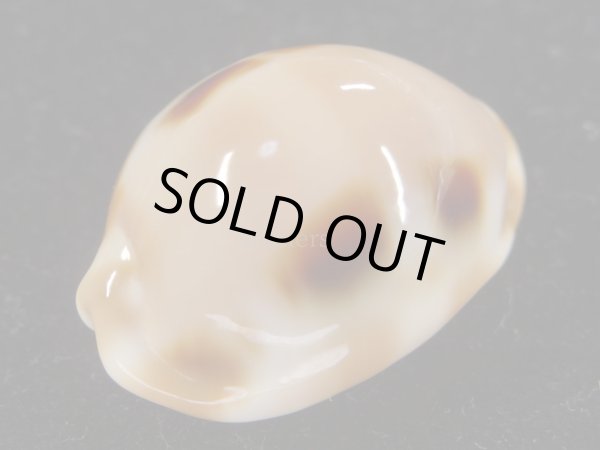 画像4: ゴバンダカラ　大 (4)