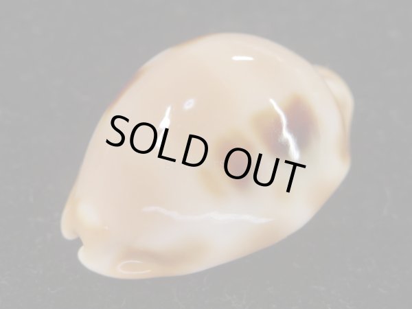 画像5: ゴバンダカラ　大 (5)