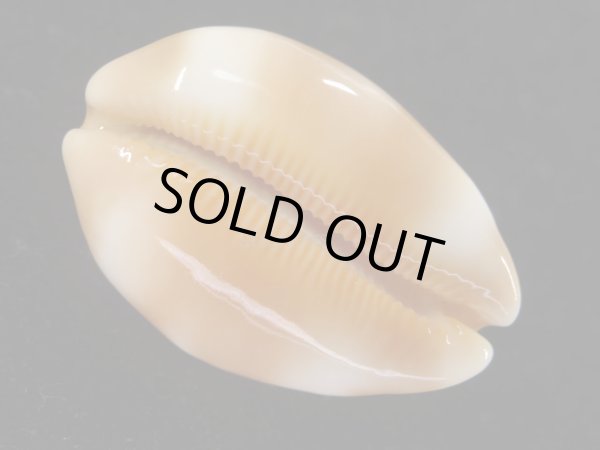 画像6: ゴバンダカラ　大 (6)