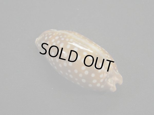 画像2: コジカダカラ (2)