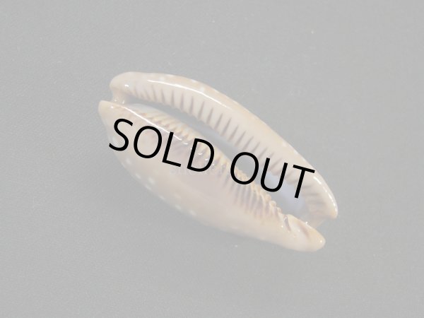 画像3: コジカダカラ (3)