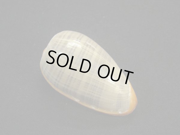 画像2: アカグチトリノコ (2)