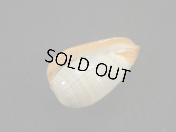 画像3: アカグチトリノコ (3)