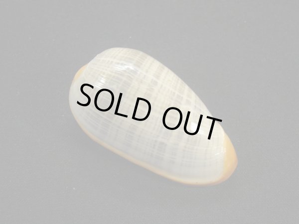 画像2: アカグチトリノコ (2)