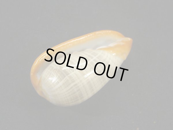 画像3: アカグチトリノコ (3)