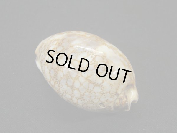 画像2: ニセヤクシマダカラ (2)