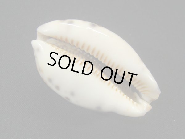 画像3: ニセヤクシマダカラ (3)